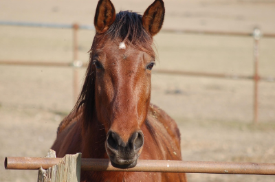 Horse care and training
