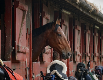 Horse riding training session
